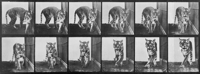 Tigre che cammina, da 